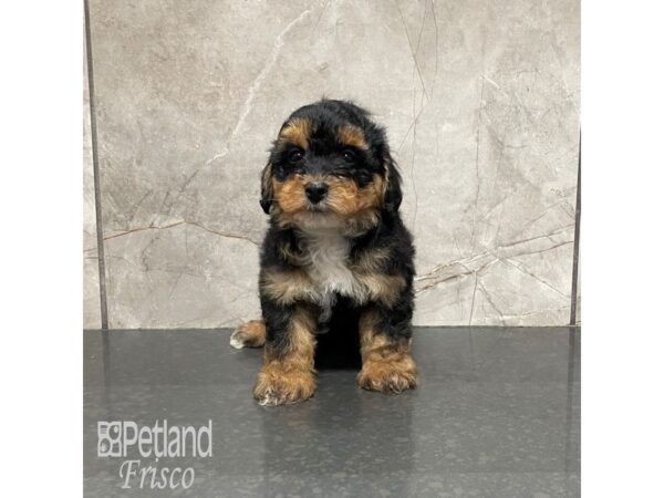 Yorkie Poo Dog Male Black and Tan 32154 Petland Frisco, Texas