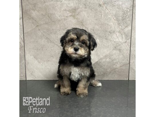 Yorkie Poo Dog Female Black and Tan 32153 Petland Frisco, Texas