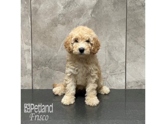 Miniature Goldendoodle F1B-Dog-Female-Apricot-32111-Petland Frisco & Mckinney, Texas