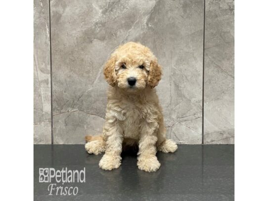 Miniature Goldendoodle F1B-Dog-Female-Apricot-32111-Petland Frisco, Texas