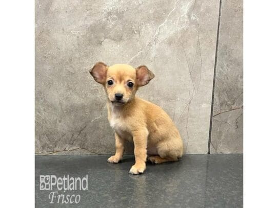 Chihuahua-Dog-Male-Tan-32164-Petland Frisco, Texas