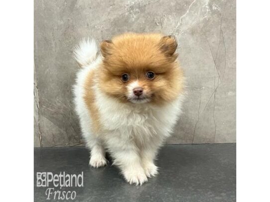 Pomeranian Dog Male Sable and White 32163 Petland Frisco, Texas