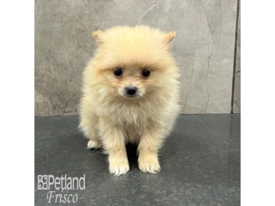 Pomeranian Dog Female Cream 32162 Petland Frisco, Texas