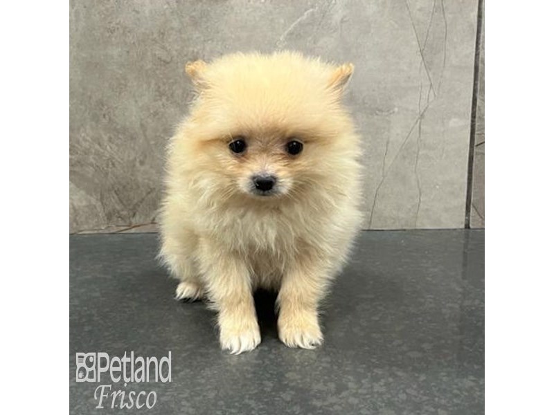 Pomeranian Dog Female Cream 32162