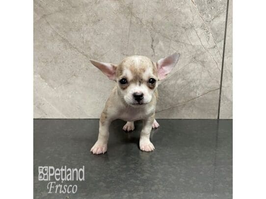 Chihuahua-Dog-Female-Chocolate Merle-32160-Petland Frisco, Texas