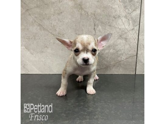 Chihuahua Dog Female Chocolate Merle 32160 Petland Frisco, Texas