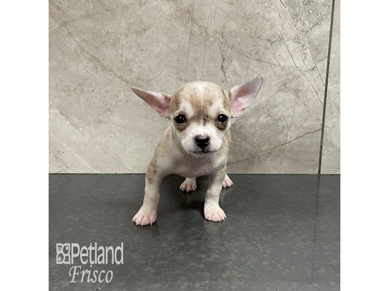 Chihuahua Dog Female Chocolate Merle 32160