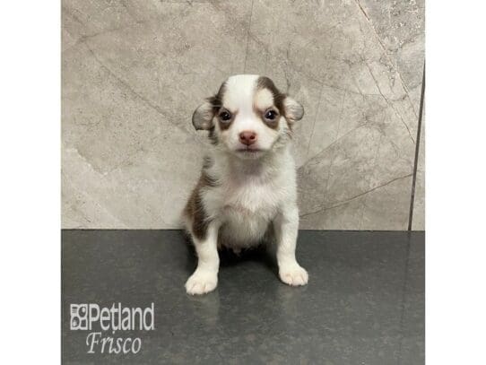 Chihuahua-Dog-Male-Chocolate and White-32159-Petland Frisco, Texas