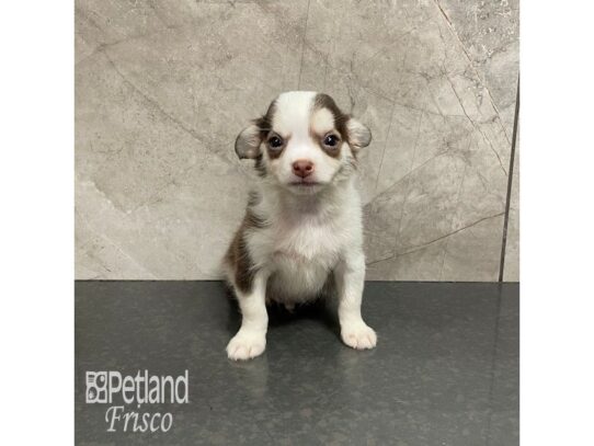 Chihuahua-Dog-Male-Chocolate and White-32159-Petland Frisco & Mckinney, Texas