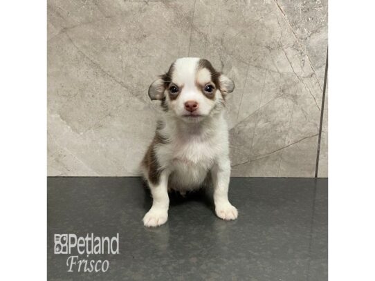 Chihuahua Dog Male Chocolate and White 32159 Petland Frisco, Texas