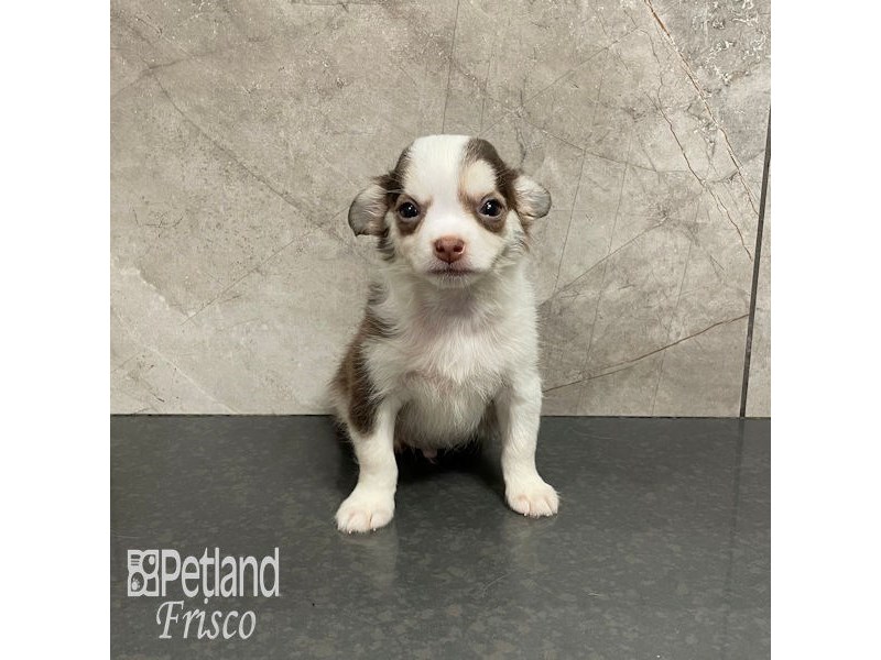 Chihuahua Dog Male Chocolate and White 32159