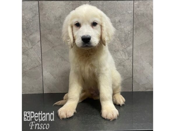 Golden Retriever Dog Male Light Gold 32048 Petland Frisco, Texas