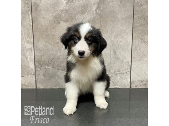 Miniature Australian Shepherd Dog Male Black and White 32168 Petland Frisco, Texas