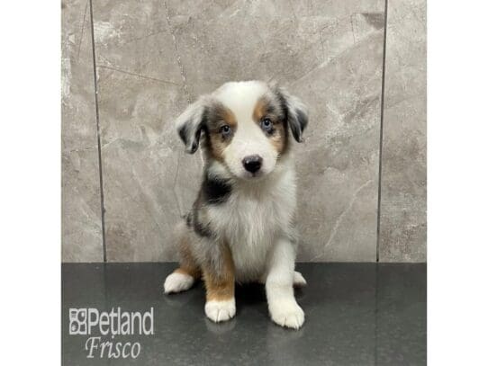Miniature Australian Shepherd-Dog-Male-Black Merle-32167-Petland Frisco, Texas