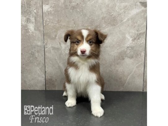 Miniature Australian Shepherd Dog Female Red Tricolor 32166 Petland Frisco, Texas