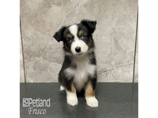 Toy Australian Shepherd-Dog-Female-Black and White-32165-Petland Frisco & Mckinney, Texas
