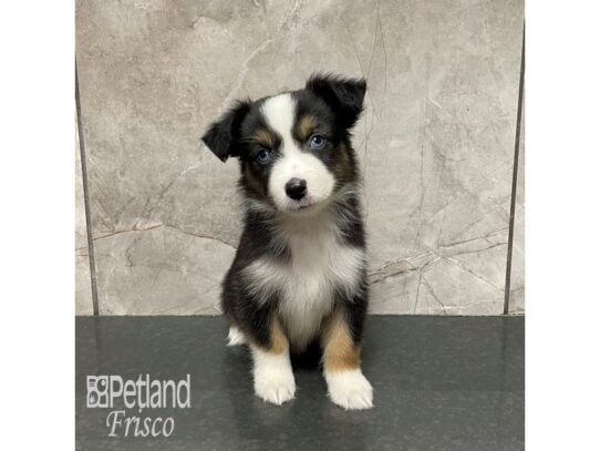 Toy Australian Shepherd Dog Female Black and White 32165 Petland Frisco, Texas