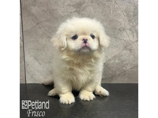 Pekingese Dog Female Cream 32171 Petland Frisco, Texas