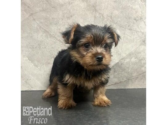 Yorkshire Terrier-Dog-Male-Black and Tan-32172-Petland Frisco, Texas