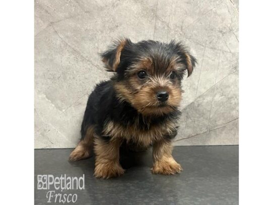 Yorkshire Terrier-Dog-Male-Black and Tan-32172-Petland Frisco & Mckinney, Texas