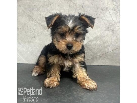 Yorkshire Terrier-Dog-Male-Black and Tan-32173-Petland Frisco, Texas