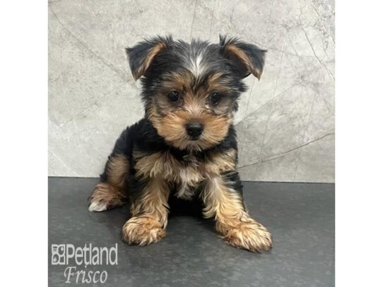 Yorkshire Terrier Dog Male Black and Tan 32173 Petland Frisco, Texas