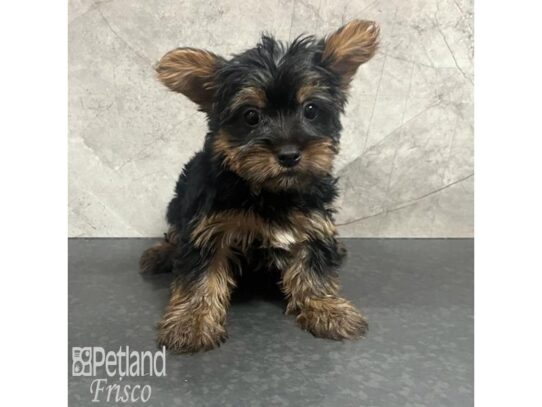 Yorkshire Terrier Dog Female Black and Tan 32174 Petland Frisco, Texas