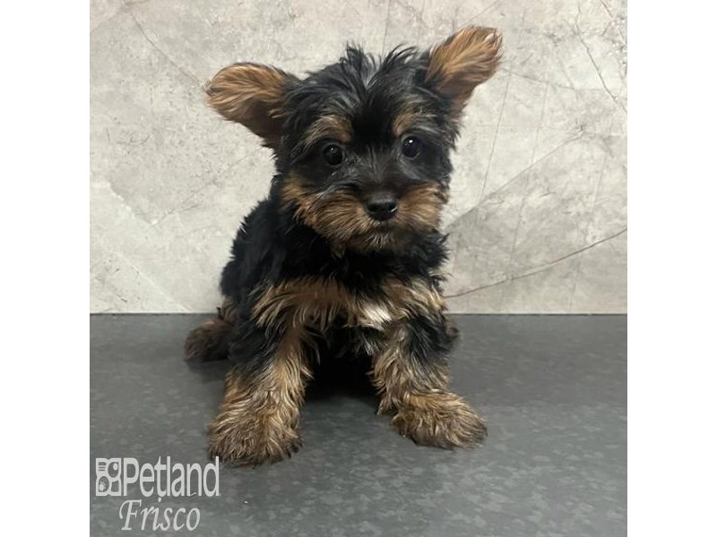 Yorkshire Terrier Dog Female Black and Tan 32174