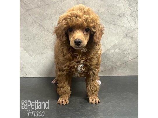 Toy Poodle-Dog-Female-Red-32177-Petland Frisco & Mckinney, Texas