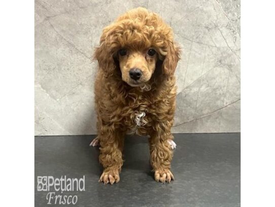 Toy Poodle Dog Female Red 32177 Petland Frisco, Texas