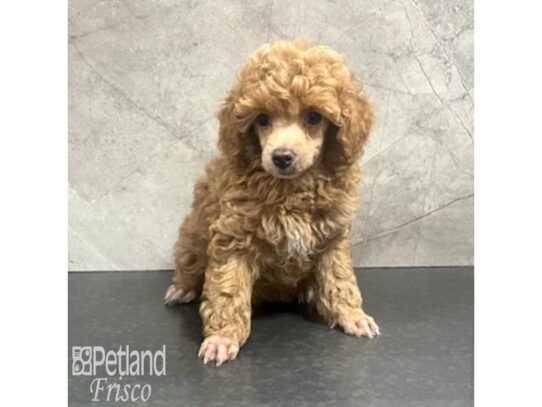 Toy Poodle-Dog-Female-Red-32178-Petland Frisco & Mckinney, Texas