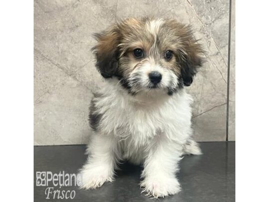 Teddy-Pom-Dog-Male-Sable and White-32183-Petland Frisco & Mckinney, Texas