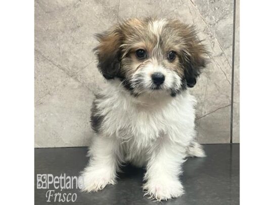 Teddy-Pom Dog Male Sable and White 32183 Petland Frisco, Texas