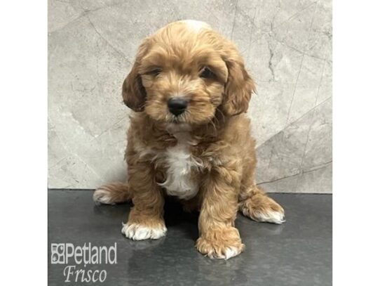 Cavapoo Dog Male Apricot 32184 Petland Frisco, Texas