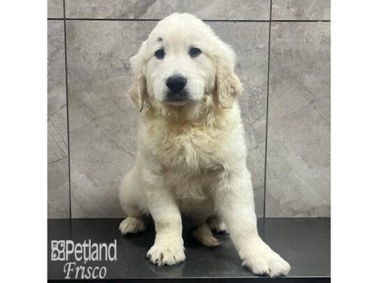 Golden Retriever-Dog-Male-Golden-32193-Petland Frisco, Texas