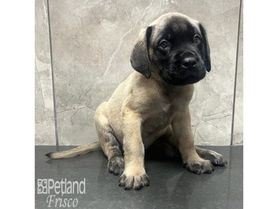 English Mastiff-Dog-Male-Fawn-32195-Petland Frisco & Mckinney, Texas