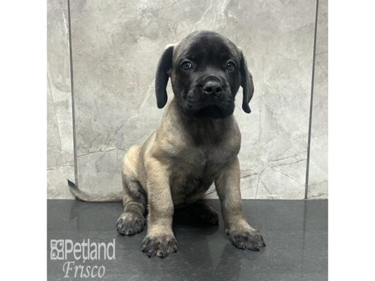 English Mastiff-Dog-Female-Fawn-32197-Petland Frisco & Mckinney, Texas