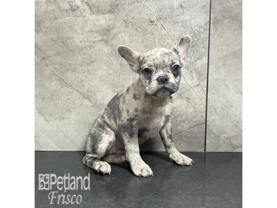 French Bulldog Dog Female Blue Merle 32192 Petland Frisco, Texas