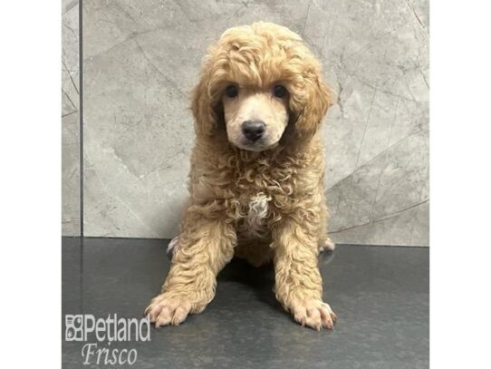 Toy Poodle Dog Male Red 32175 Petland Frisco, Texas