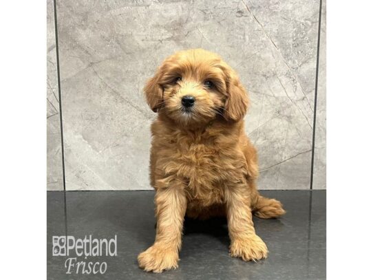 Goldendoodle F1b-Dog-Female-Red-32179-Petland Frisco & Mckinney, Texas