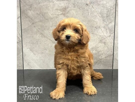 Goldendoodle F1b Dog Female Red 32179 Petland Frisco, Texas