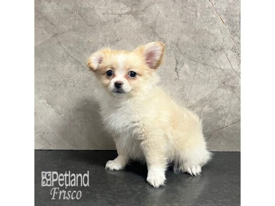 Teddy-Pom Dog Female Cream 32182 Petland Frisco, Texas