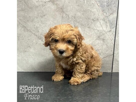 Cavapoo Dog Female Apricot 32186 Petland Frisco, Texas