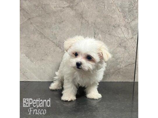 Maltese-Dog-Female-White-32189-Petland Frisco & Mckinney, Texas