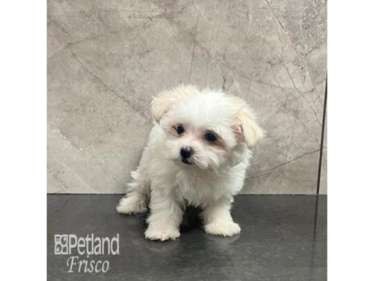 Maltese Dog Female White 32189 Petland Frisco, Texas