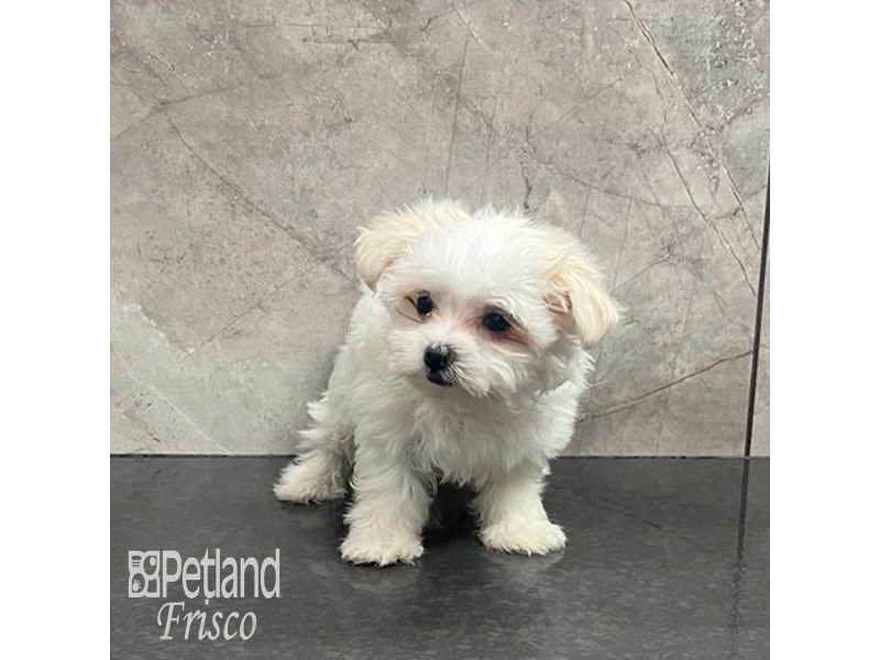 Maltese Dog Female White 32189