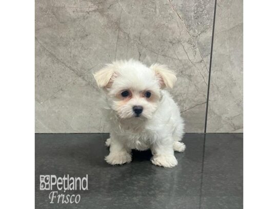 Maltese Dog Female White 32190 Petland Frisco, Texas