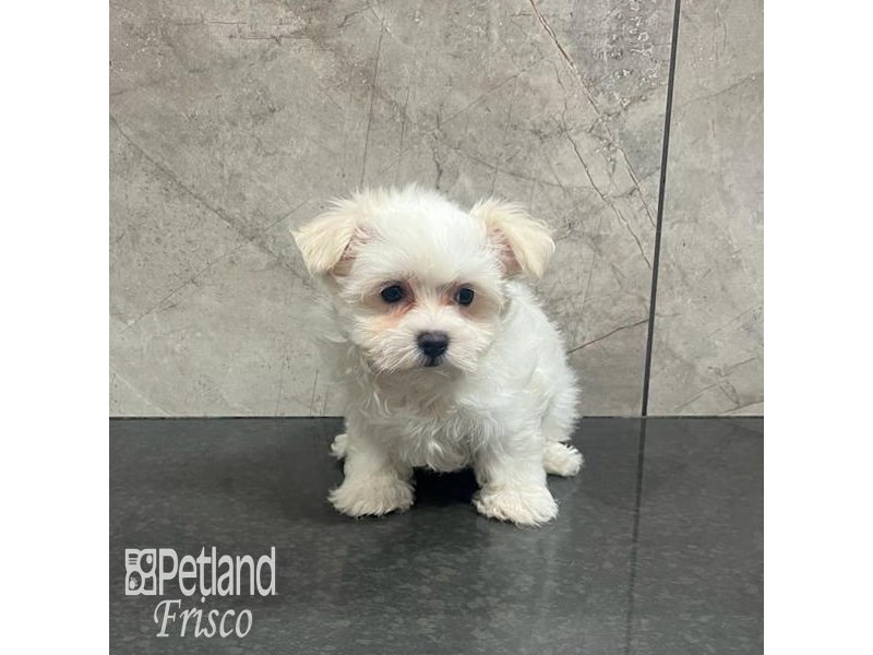 Maltese Dog Female White 32190