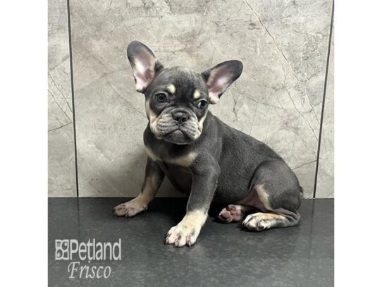 French Bulldog Dog Female Blue and Tan 32191 Petland Frisco, Texas