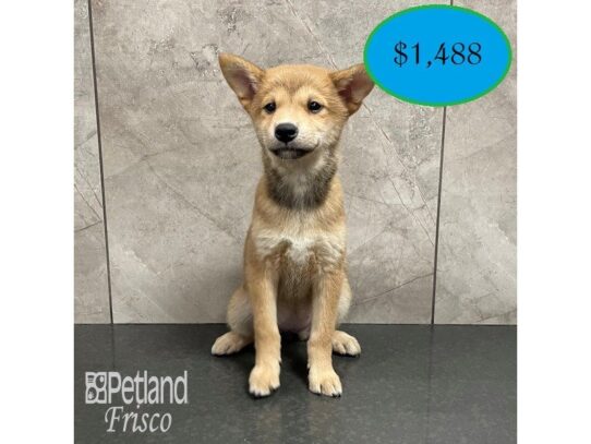 Shiba Inu-Dog-Female-Red-32150-Petland Frisco & Mckinney, Texas